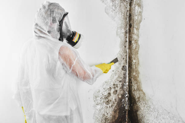 Professional Mold Remediation in Fenton, MI